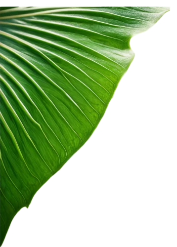 tropical leaf,coconut leaf,palm leaf,banana leaf,tropical leaf pattern,jungle leaf,mape leaf,banana leaf rice,palm leaves,lotus leaf,fan leaf,leaf structure,fern leaf,green leaf,magnolia leaf,leaf background,giant leaf,tree leaf,walnut leaf,mammoth leaf,Photography,General,Commercial