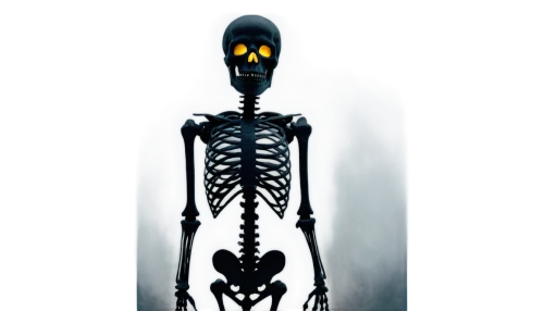 skeleton,human skeleton,skeletal,skeletal structure,vintage skeleton,endoskeleton,skeletons,skeleltt,x-ray,scull,halloween poster,femur,medical radiography,bones,xray,cercopithecus neglectus,bone,spine,radiography,anatomical,Conceptual Art,Daily,Daily 19