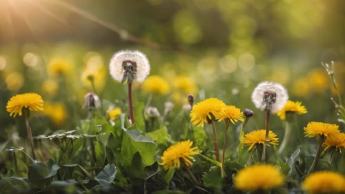 dandelion meadow,dandelion field,dandelions,dandelion background,common dandelion,taraxacum officinale,taraxacum,flying dandelions,dandelion flying,meadow flowers,dandelion flower,sun daisies,yellow daisies,coltsfoot,dandelion,flowering meadow,taraxacum ruderalia,dandelion seeds,field of flowers,hawkbit,Photography,General,Cinematic