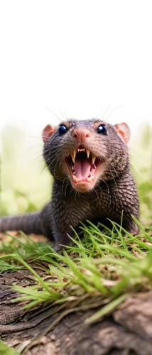 american mink,beaver rat,bush rat,coypu,polecat,nutria,rat,muskrat,mustelid,weasel,otter,dwarf mongoose,sciurus,north american river otter,ferret,rataplan,european water shrew,mustelidae,mammal,common opossum,Illustration,Realistic Fantasy,Realistic Fantasy 06