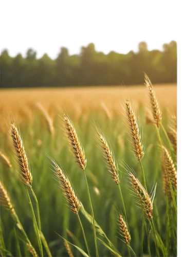 wheat crops,foxtail barley,triticale,durum wheat,wheat ears,barley cultivation,einkorn wheat,khorasan wheat,wheat germ grass,wheat ear,wheat grasses,field of cereals,sprouted wheat,cereal grain,seed wheat,rye in barley field,triticum durum,wheat germ oil,wheat grain,strand of wheat,Illustration,Abstract Fantasy,Abstract Fantasy 02