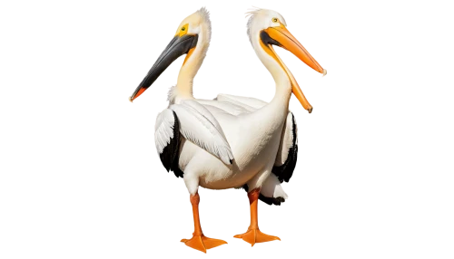 white pelican,eastern white pelican,great white pelican,great white pelicans,dalmatian pelican,pelicans,ruddy shelducks,pelican,a pair of geese,white storks,platycercus,stork,bird png,white stork,shelduck,storks,gooseander,galliformes,orange beak,platycercus elegans,Unique,Design,Knolling