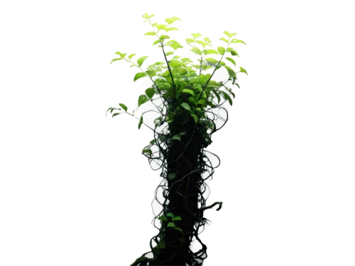 plant and roots,aquatic plant,hanging plant,container plant,tube plants,tendril,fern plant,aquatic herb,ikebana,sky ladder plant,lantern plant,garden cress,hornwort,hanging plants,sapling,water spinach,lucky bamboo,potted plant,bamboo plants,aquatic plants,Illustration,Children,Children 05