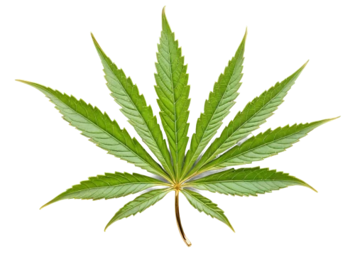 custody leaf,mape leaf,cannabidiol,mugwort,weed,cannabinol,green leaf,jungle leaf,medicinal plant,fan leaf,tropical leaf,foliage leaf,flatweed,neem,broadleaf,marijuiana,four-leaf,japanese mugwort,mammoth leaf,maple leaf,Illustration,Realistic Fantasy,Realistic Fantasy 13