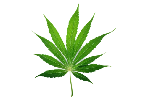 mape leaf,custody leaf,mugwort,green leaf,indian nettle,jungle leaf,mint leaf,tropical leaf,japanese mugwort,marie leaf,neem,nettle leaves,foliage leaf,nettle,four-leaf,maple leaf,broadleaf,fan leaf,bo leaf,motherwort,Illustration,Black and White,Black and White 02