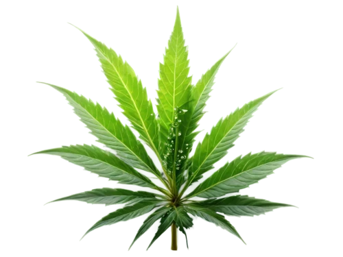 cannabidiol,custody leaf,mape leaf,mugwort,cannabinol,medicinal plant,weed,green leaf,jungle leaf,tropical leaf,crop plant,green congo,green plant,marijuiana,pot plant,foliage leaf,leaf background,japanese mugwort,broadleaf,fan leaf,Conceptual Art,Fantasy,Fantasy 17