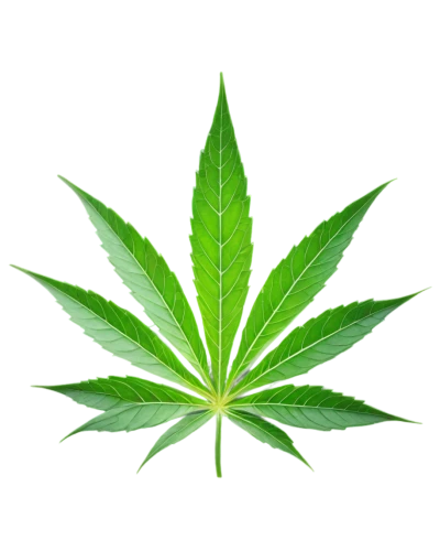 custody leaf,mape leaf,cannabidiol,weed,cannabinol,marijuiana,green leaf,mugwort,broadleaf,pot,jungle leaf,420,four-leaf,maple leaf,fan leaf,leaf background,buy weed canada,flatweed,legalization,tropical leaf,Illustration,Black and White,Black and White 17