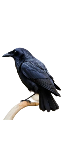 corvidae,common raven,carrion crow,3d crow,new caledonian crow,american crow,boat tailed grackle,great-tailed grackle,greater antillean grackle,fish crow,crows bird,corvus corone,crow-like bird,corvus corax,bucorvus leadbeateri,grackle,corvus frugilegus,black billed magpie,corvus monedula,bird png,Conceptual Art,Daily,Daily 30