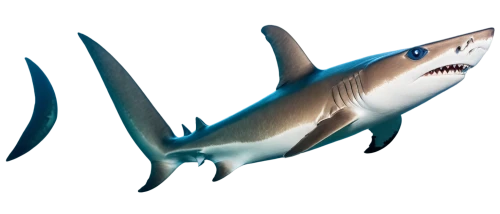 bronze hammerhead shark,requiem shark,hammerhead,marine reptile,shark,bull shark,great white shark,anodorhynchus,philomachus pugnax,remora,oncorhynchus,lissotriton,reconstruction,carcharhiniformes,sharks,osmeriformes,monotreme,sand tiger shark,tiger shark,gar,Art,Artistic Painting,Artistic Painting 31