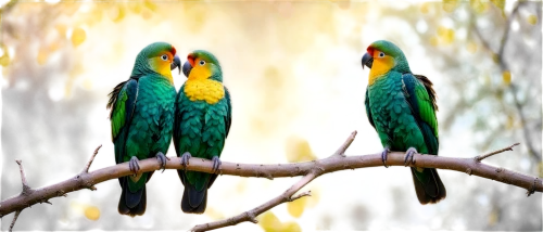 golden parakeets,yellow-green parrots,couple macaw,parrot couple,passerine parrots,macaws of south america,macaws,rainbow lorikeets,sun conures,macaws blue gold,lorikeets,parrots,colorful birds,parakeets,rare parrots,tropical birds,yellow green parakeet,conure,bird couple,lovebird,Illustration,Realistic Fantasy,Realistic Fantasy 42