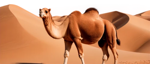 arabian camel,dromedaries,male camel,shadow camel,dromedary,camels,two-humped camel,sossusvlei,sahara,camel,admer dune,namib,sahara desert,merzouga,libyan desert,camelride,arabian horses,arabian,humps,camel caravan,Illustration,Black and White,Black and White 32