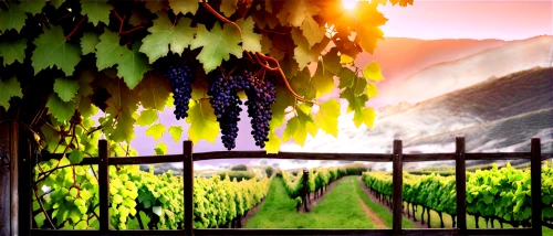 vineyards,vineyard,grape vines,grape plantation,castle vineyard,wine region,grape vine,passion vines,wine grapes,grapevines,viticulture,wine grape,southern wine route,grapes icon,wine-growing area,vineyard grapes,wine harvest,wine country,wine growing,winegrowing,Illustration,Black and White,Black and White 16