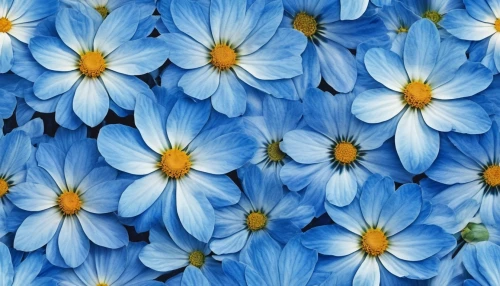 blue daisies,blue chrysanthemum,blue petals,wood daisy background,blue flowers,flowers png,flower background,floral digital background,blue flower,chrysanthemum background,australian daisies,african daisies,osteospermum,daisies,gerbera daisies,floral background,anemone blanda,daisy flowers,forget-me-nots,blanket of flowers,Photography,General,Realistic