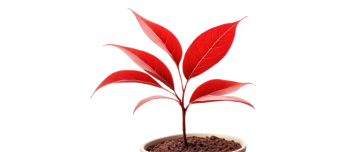 growth icon,potted tree,seedling,potted plant,red leaf,sapling,red tree,ornamental plants,container plant,red magnolia,plant and roots,potted palm,smooth sumac,ornamental plant,maple leaf red,oil-related plant,anthurium,adenium,blood amaranth,monocotyledon,Illustration,Vector,Vector 03