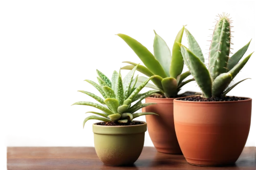 plants in pots,sansevieria,potted plants,succulent plant,cactus digital background,desert plants,house plants,aloe vera,exotic plants,plant pots,coral aloe,desert plant,aloe,potted plant,small plants,outdoor plants,cacti,androsace rattling pot,san pedro cactus,ornamental plants,Conceptual Art,Fantasy,Fantasy 06