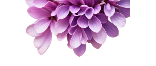 flowers png,purple chrysanthemum,purple dahlia,dahlia purple,violet chrysanthemum,purple dahlias,crown chakra flower,india hyacinth,anemone purple floral,tulipan violet,chrysanthemum background,purple anemone,violet tulip,pink hyacinth,dahlia pink,purple flower,flower illustrative,pink chrysanthemum,lotus png,african daisy,Conceptual Art,Sci-Fi,Sci-Fi 18
