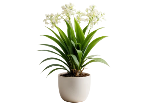 pontederia,flowers png,potted palm,eucomis,citronella,yucca,pineapple lily,yucca gloriosa,ceratostylis,container plant,potted plant,indoor plant,yucca palm,androsace rattling pot,yucca elephantipes,crinum,pineapple lilies,bellenplant,sweet grass plant,schopf-torch lily,Art,Artistic Painting,Artistic Painting 24