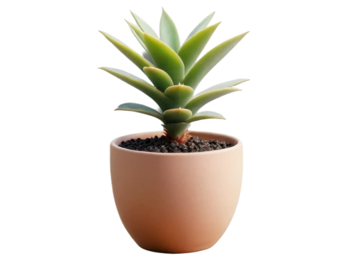 potted palm,potted plant,plant pot,pineapple plant,terracotta flower pot,succulent plant,androsace rattling pot,monocotyledon,yucca palm,sansevieria,coral aloe,garden pot,pot plant,adenium,container plant,yucca,flowerpot,giant yucca,wooden flower pot,money plant,Photography,Documentary Photography,Documentary Photography 10