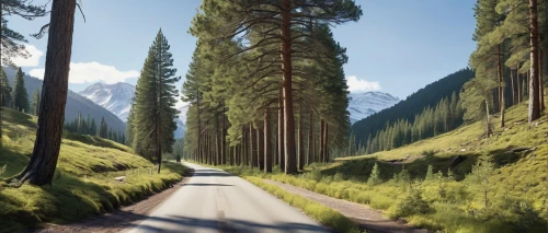 coniferous forest,larch forests,forest road,mountain road,temperate coniferous forest,larch trees,trees with stitching,fir forest,landscape background,spruce forest,row of trees,spruce-fir forest,mountain highway,forest background,tree lined lane,alpine route,forest landscape,tropical and subtropical coniferous forests,pine trees,pine forest,Photography,General,Realistic