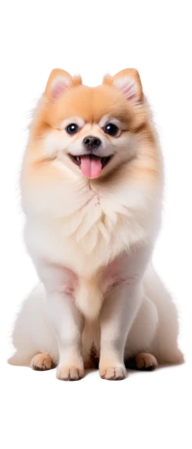 pomeranian,bongo,shiba,dog,doo,corgis,corgi,unit,dogecoin,welschcorgi,longoog,small dog,fat,chewy,knuffig,guglhupf,png transparent,eyup,emogi,shiba inu,Illustration,Abstract Fantasy,Abstract Fantasy 10