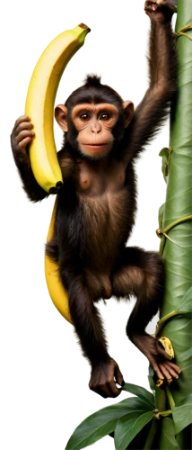 monkey banana,ape,banana,bananas,monkey,primate,banana peel,nanas,chimpanzee,monkeys band,chimp,saba banana,orang utan,banana cue,common chimpanzee,the monkey,great apes,barbary monkey,primates,monkey gang,Illustration,Retro,Retro 25