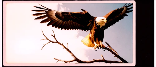 fish eagle,bird frame,african fish eagle,red tailed kite,of prey eagle,steppe eagle,black kite,african eagle,african fishing eagle,red tailed hawk,hawk - bird,sea head eagle,wind vane,falconiformes,bird wing,flying hawk,butcherbird,eagle,brown thrasher,egyptian vulture,Photography,Documentary Photography,Documentary Photography 03