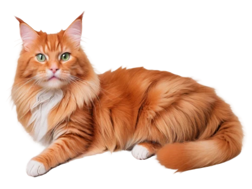 british longhair cat,red tabby,norwegian forest cat,domestic long-haired cat,american bobtail,british longhair,british semi-longhair,maincoon,kurilian bobtail,turkish angora,american curl,siberian cat,firestar,ginger cat,turkish van,asian semi-longhair,oriental longhair,breed cat,cats angora,napoleon cat,Illustration,Paper based,Paper Based 28