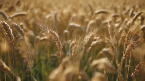 wheat crops,wheat ears,wheat grasses,wheat ear,wheat fields,wheat field,durum wheat,wheat grain,strands of wheat,foxtail barley,einkorn wheat,field of cereals,rye in barley field,triticale,barley field,strand of wheat,seed wheat,grain field,sprouted wheat,khorasan wheat,Photography,General,Cinematic