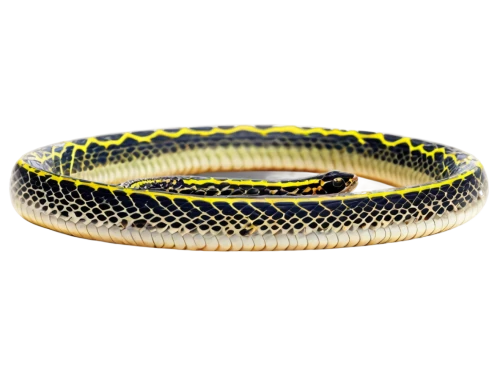 western terrestrial garter snake,curved ribbon,common garter snake,plains gartersnake,garter snake,carpet python,snake pattern,bangle,yellow python,sharptail snake,bangles,sea snake,ribbon snake,net python,coral snake,ringed-worm,glossy snake,african house snake,boat rope,surströmming,Conceptual Art,Daily,Daily 10