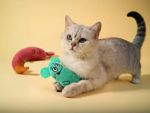 cat toy,baby playing with toys,plush toy,stuff toy,doll cat,cute cat,plush toys,cat and mouse,stuffed toy,cartoon cat,toy,soft toy,baby toy,american wirehair,elephant toy,pet vitamins & supplements,soft toys,do not share a toy,cat image,dog toy