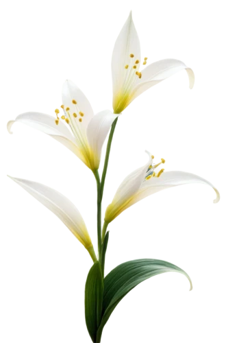 easter lilies,white lily,white trumpet lily,madonna lily,flowers png,lilium candidum,lilies of the valley,avalanche lily,tulip white,lillies,peace lilies,lily flower,white orchid,stargazer lily,sego lily,white floral background,lilies,lily of the valley,lilly of the valley,star-of-bethlehem,Photography,Documentary Photography,Documentary Photography 34