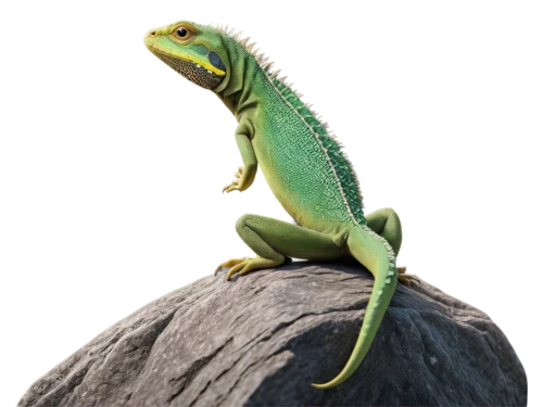green crested lizard,ring-tailed iguana,collared lizard,emerald lizard,green lizard,european green lizard,green iguana,day gecko,eastern water dragon lizard,dragon lizard,common collared lizard,iguana,iguanidae,caiman lizard,cyclura nubila,eastern water dragon,carolina anole,anole, anole,chinese water dragon,Illustration,Realistic Fantasy,Realistic Fantasy 17