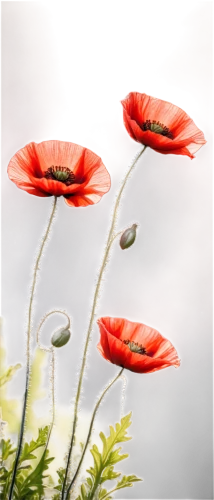 red poppies,poppy flowers,red poppy,coquelicot,klatschmohn,poppies,remembrance day,red anemones,flowers png,a couple of poppy flowers,poppy anemone,papaver,red poppy on railway,floral poppy,poppy flower,poppy plant,anemones,anemone honorine jobert,flower background,iceland poppy,Illustration,Black and White,Black and White 11