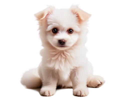 japanese spitz,german spitz,german spitz mittel,english white terrier,american eskimo dog,cute puppy,dog pure-breed,west highland white terrier,canadian eskimo dog,german spitz klein,dog breed,chihuahua poodle mix,maltepoo,poodle crossbreed,pomeranian,indian spitz,korean jindo dog,cavachon,japanese terrier,pet vitamins & supplements,Photography,Fashion Photography,Fashion Photography 11