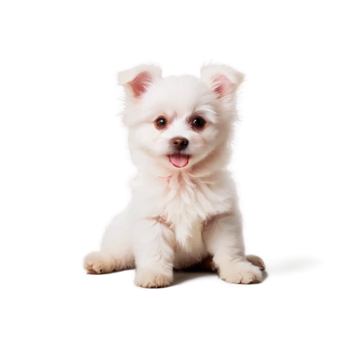 japanese spitz,english white terrier,german spitz mittel,german spitz,maltepoo,cute puppy,american eskimo dog,west highland white terrier,chihuahua poodle mix,dog pure-breed,pomeranian,german spitz klein,dog breed,pet vitamins & supplements,shih poo,bichon,white dog,shih-poo,indian spitz,canadian eskimo dog,Photography,Fashion Photography,Fashion Photography 19