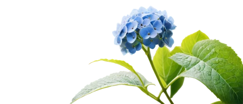 flowers png,mertensia,blue flower,blue grape hyacinth,grape hyacinths,common grape hyacinth,bluish white clover,grape hyacinth,flower background,muscari,blue flowers,gentiana,hyacinths,white grape hyacinths,muscari armeniacum,blue petals,dayflower,gentians,cleanup,blue bonnet,Illustration,American Style,American Style 07