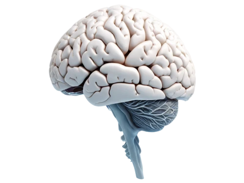 cerebrum,brain icon,human brain,brain structure,brain,magnetic resonance imaging,cognitive psychology,brainy,neurath,neurology,isolated product image,acetylcholine,neural network,3d model,bicycle helmet,medical imaging,neural,mindmap,brain storming,brainstorm,Photography,Artistic Photography,Artistic Photography 01