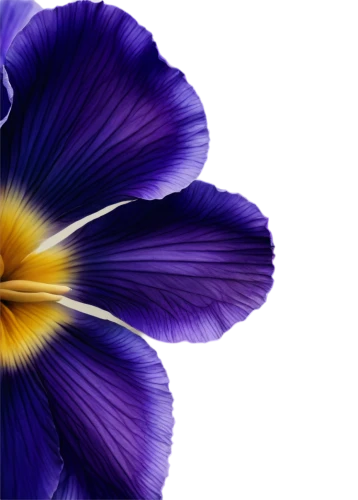 flowers png,pansies,crown chakra flower,lisianthus,pansies for my love,purple morning glory flower,flower background,purple flower,flower purple,petals purple,violet flowers,violet tulip,violet colour,petunias,windflower,aubretia,floral digital background,purple parrot tulip,blue violet,violets,Illustration,Paper based,Paper Based 23