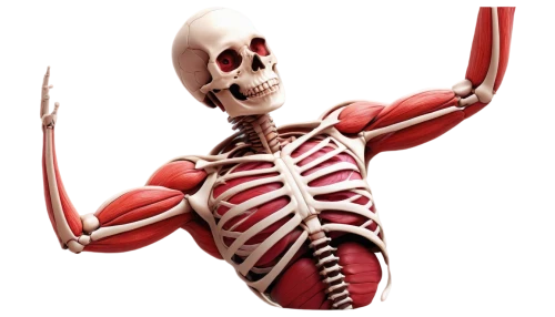 skeleltt,muscular system,skeletal,human skeleton,calcium,skeleton,vintage skeleton,articulated manikin,skeletal structure,anatomical,human body anatomy,rmuscles,anatomy,skeleton hand,bone,skeletons,rib cage,human anatomy,a wax dummy,bone-in rib,Photography,Fashion Photography,Fashion Photography 23