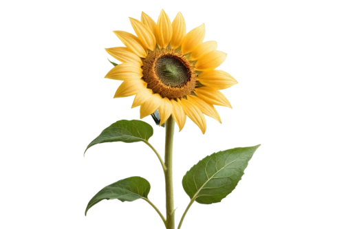 stored sunflower,sunflower,sunflower paper,woodland sunflower,sunflower lace background,helianthus,small sun flower,helianthus occidentalis,helianthus annuus,sunflowers in vase,helianthus sunbelievable,yellow gerbera,sun flower,flowers sunflower,flowers png,sun flowers,sunflowers and locusts are together,sunflower coloring,sunflowers,helianthus tuberosus,Illustration,Black and White,Black and White 03