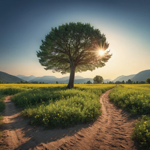 lone tree,isolated tree,flourishing tree,argan trees,argan tree,landscape background,landscape photography,meadow landscape,the way of nature,background view nature,aaa,pathway,nature landscape,the path,circle around tree,landscape nature,the mystical path,online path travel,photosynthesis,natural landscape,Photography,General,Realistic