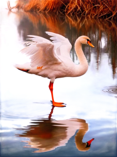 greater flamingo,trumpeter swan,tundra swan,aquatic bird,waterbird,fujian white crane,water bird,white pelican,rallidae,wading bird,bird painting,water fowl,eastern white pelican,migratory bird,two flamingo,orange gull,flamingo,great white pelican,trumpeter swans,anatidae,Photography,Artistic Photography,Artistic Photography 07