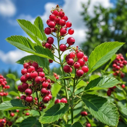 rowan berries,goose berries,american pokeweed,chestnut tree with red flowers,wild berries,bunches of rowan,red berries,viburnum,native raspberry,red raspberries,rowan fruit,elder berries,myrica rubra,rowanberries,rowanberry,blood currant,rose hip berries,red-flowering horse chestnut,ripe berries,sweet pepperbush,Photography,General,Realistic