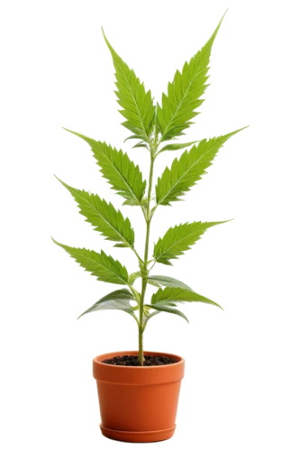 pot plant,potted plant,potted tree,custody leaf,medicinal plant,money plant,rank plant,houseplant,stevia,oil-related plant,green plant,container plant,money tree,sapling,cannabidiol,thick-leaf plant,motherwort,mint leaf,plant,tulsi,Art,Artistic Painting,Artistic Painting 30