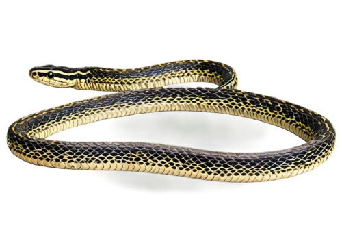 plains gartersnake,western terrestrial garter snake,common garter snake,garter snake,african house snake,sharptail snake,ribbon snake,kingsnake,common kingsnake,plain bellied watersnake,carpet python,pointed snake,glossy snake,san joaquin coachwhip,red bellied black snake,rat snake,banded water snake,burmese python,yellow python,smooth greensnake,Illustration,Black and White,Black and White 16