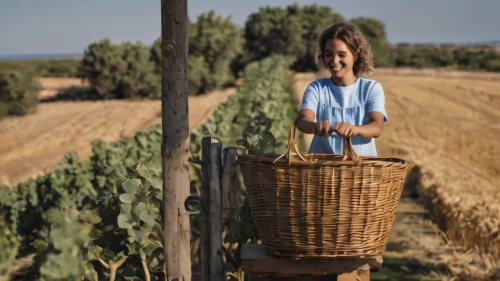 basket weaver,farmworker,grower romania,grape harvest,agricultural,breadbasket,farm girl,wine harvest,alentejo,agroculture,farm workers,basket maker,farmer,woman of straw,agriculture,agricultural use,picking vegetables in early spring,puglia,cape basket,provencal life,Photography,General,Natural