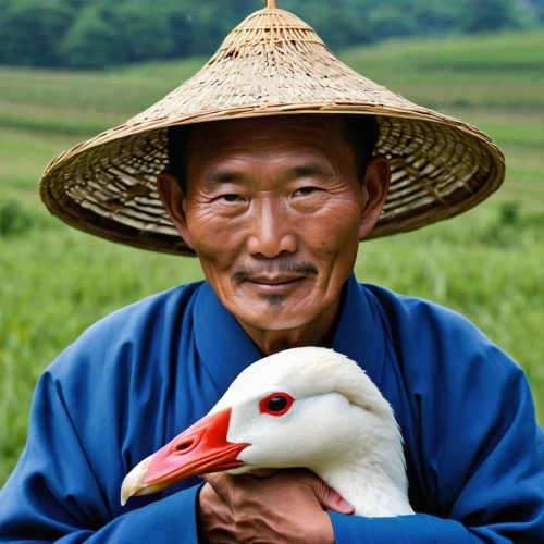 asian conical hat,fujian white crane,asian bird,rice cultivation,rice fields,farmer,the rice field,guizhou,vietnam,agricultural,vietnam's,rice field,vietnamese woman,asian,paddy harvest,sapa,red duck,agriculture,ricefield,hen,Photography,General,Realistic
