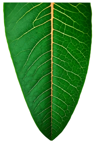 tropical leaf,magnolia leaf,fig leaf,tropical leaf pattern,leaf structure,coconut leaf,mape leaf,banana leaf,walnut leaf,jungle leaf,custody leaf,fan leaf,leaf border,foliage leaf,chestnut leaf,tree leaf,mammoth leaf,brown leaf,acorn leaf,leaf veins,Conceptual Art,Sci-Fi,Sci-Fi 05