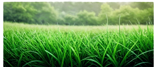 paddy field,ricefield,rice field,wheat germ grass,the rice field,rice cultivation,long grass,rain field,dew on grass,arrowgrass,green wallpaper,aaa,barley cultivation,rice fields,green grass,landscape background,grass grasses,blade of grass,green landscape,reed grass,Illustration,Paper based,Paper Based 20