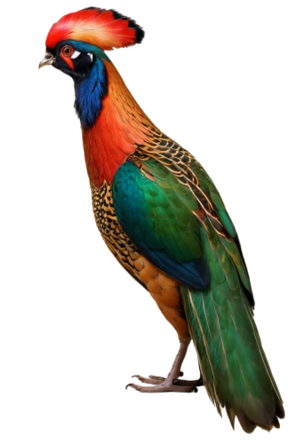 red-throated barbet,rosella,barbet,gouldian,crimson rosella,ring-necked pheasant,bird png,bird illustration,woodpecker bird,common pheasant,pheasant,tasmanian rosella,male peacock,garrulus glandarius,an ornamental bird,rainbow lory,cornavirus,eastern rosella,bird painting,perico,Illustration,Retro,Retro 20